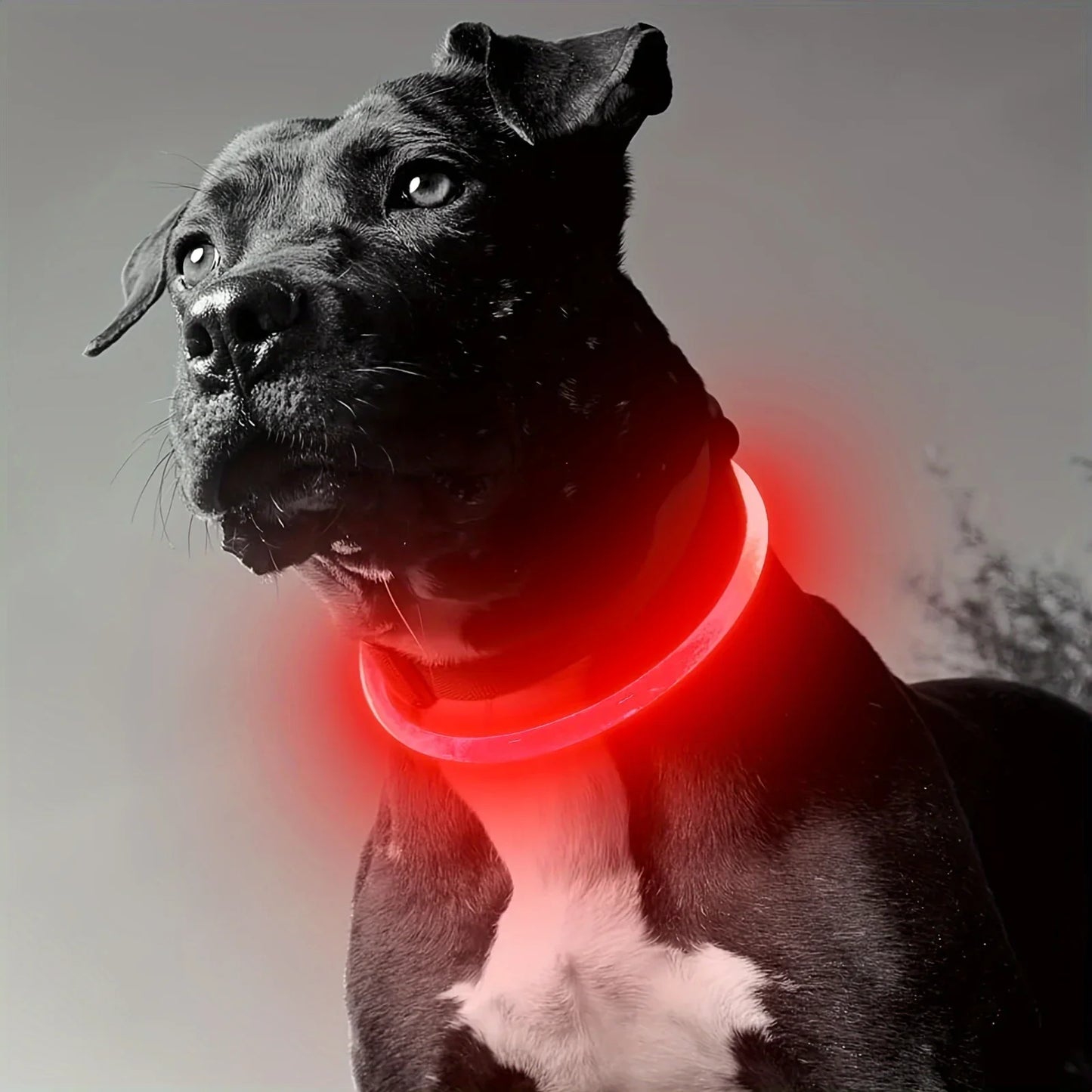 LED Illuminated Dog Collar - Rechargeable Anti-Lost Necklace for Small, Medium, and Large Dogs